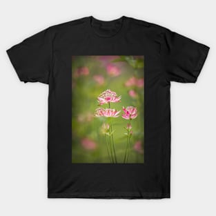 Pink Astrantia Flowers T-Shirt